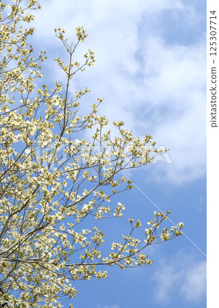 Early summer dogwood, blue sky and fresh greenery 125307714