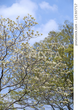 初夏的山茱萸、藍天和新鮮的綠葉 125307717