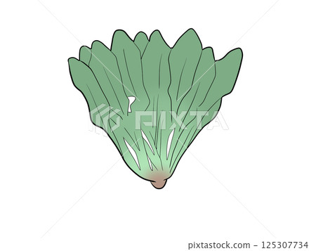 菠菜 125307734