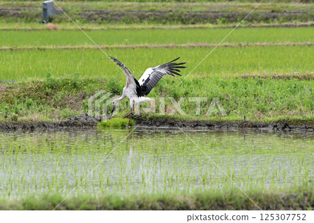 A stork spreads its wings and searches for food. 125307752