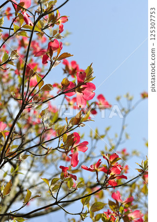 Early summer dogwood, blue sky and fresh greenery 125307753