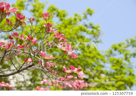 初夏的山茱萸、藍天和新鮮的綠葉 初夏的山茱萸、藍天和新鮮的綠葉 125307759