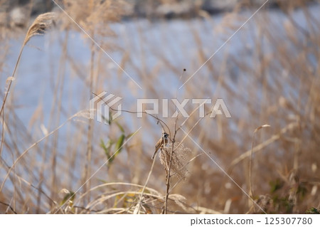Bunting perched on a branch 125307780