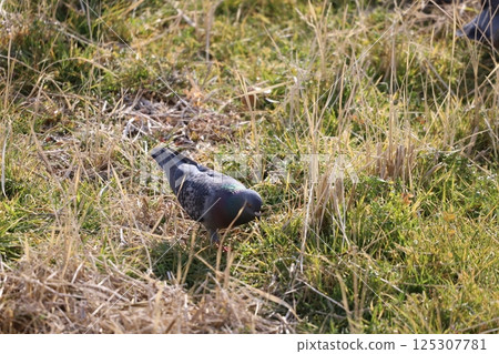 Pigeons feeding in the rice fields 125307781