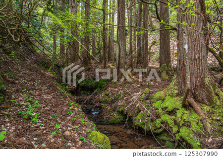 Coniferous forests in the Kohoku region of Shiga Prefecture, Nagahama City 125307990