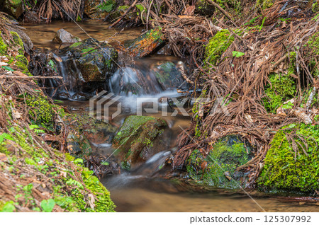 A small stream flowing through a coniferous forest in Nagahama City A small stream flowing through a coniferous forest in Nagahama City 125307992