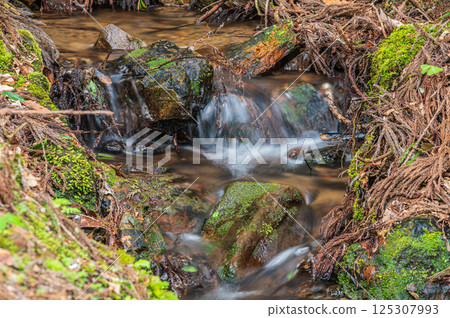 A small stream flowing through a coniferous forest in Nagahama City A small stream flowing through a coniferous forest in Nagahama City 125307993