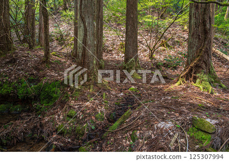 Coniferous forests in the Kohoku region of Shiga Prefecture, Nagahama City Coniferous forests in the Kohoku region of Shiga Prefecture, Nagahama City 125307994