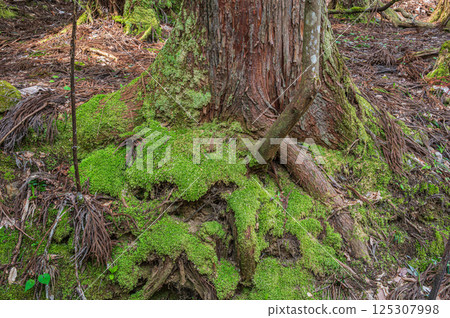 Coniferous forest in the Kohoku region of Shiga Prefecture, large moss-covered cedar tree, Nagahama City Coniferous forest in the Kohoku region of Shiga Prefecture, large moss-covered cedar tree, Nagahama City 125307998