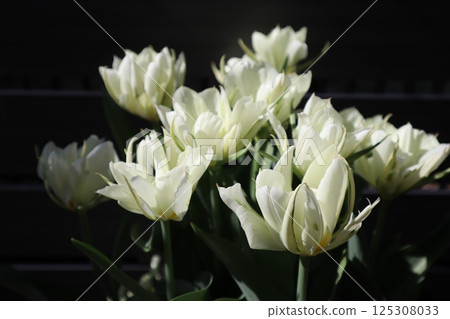 White double-flowered tulip White double-flowered tulip 125308033