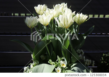 White double-flowered tulip White double-flowered tulip 125308034