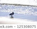 [Chiba] Greater Scaup 125308075