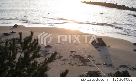 The sea, beach and pine trees illuminated by the setting sun The sea, beach and pine trees illuminated by the setting sun 125308095