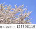 [Tokyo] Cherry blossoms 125308119