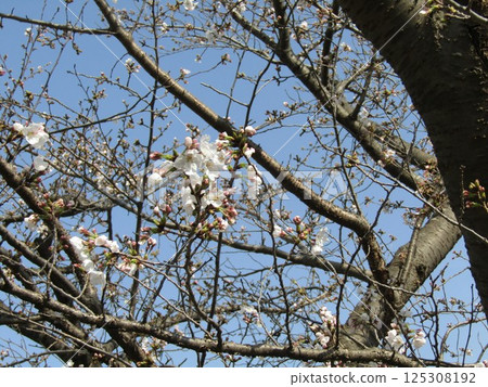 Cherry blossoms starting to bloom at the Kojima Flower Garden 125308192