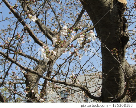 Cherry blossoms starting to bloom at the Kojima Flower Garden 125308193