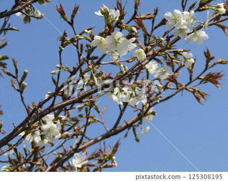 Cherry blossoms starting to bloom at the Kojima Flower Garden 125308195