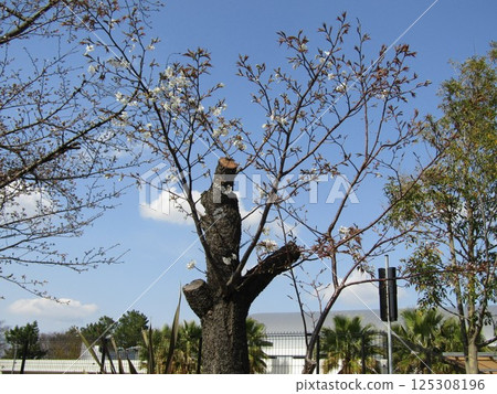 Cherry blossoms starting to bloom at the Kojima Flower Garden 125308196