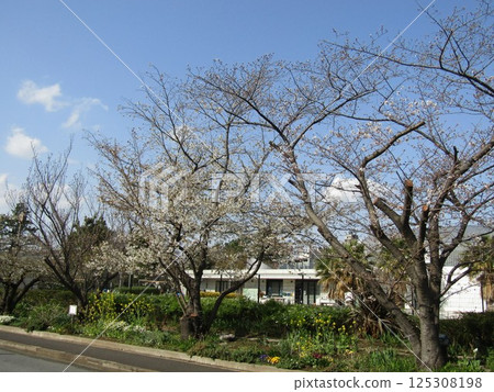 兒島花卉協會花園櫻花樹上的櫻花已經開始綻放。 125308198