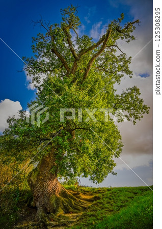Beautiful big old tree. Concept for nature and environment. HDR image of green leafy tree. Beautiful big old tree. Concept for nature and environment. HDR image of green leafy tree. 125308295