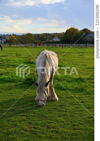 A beautiful horse is grazing on a green meadow on a sunny day. Concept for animals and nature. A beautiful horse is grazing on a green meadow on a sunny day. Concept for animals and nature. 125308296