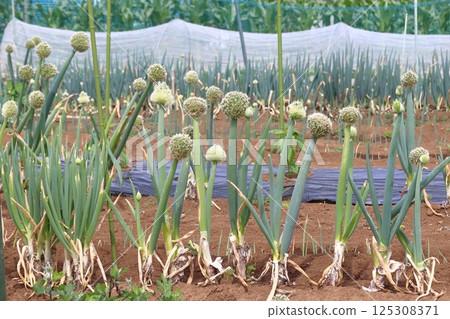 Spring long onion (leek flower) Spring long onion (leek flower) 125308371