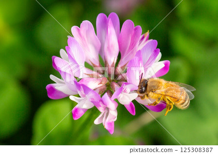  蓮花草和蜜蜂 125308387