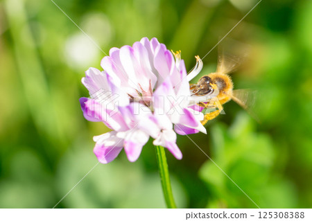 蓮花草和蜜蜂 蓮花草和蜜蜂 125308388