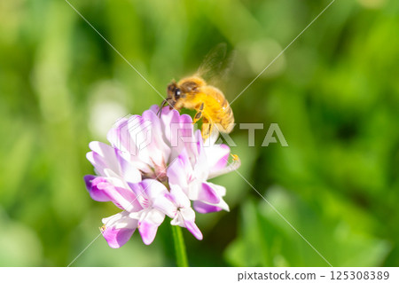 蓮花草和蜜蜂 蓮花草和蜜蜂 125308389