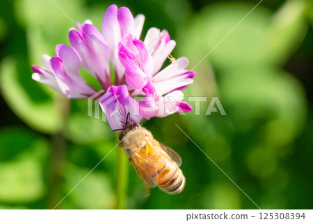 蓮花草和蜜蜂 蓮花草和蜜蜂 125308394