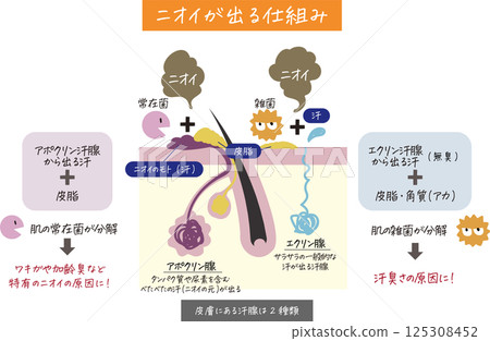 A cross-section of the skin showing sweat glands and pores, and an easy-to-understand illustration of the causes of odor 125308452