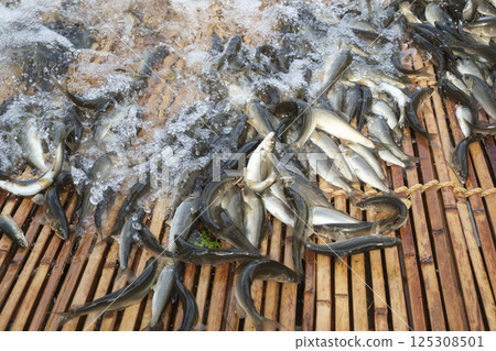 秋季香魚釣 雅納香魚 香魚 秋季香魚釣 雅納香魚 香魚 125308501