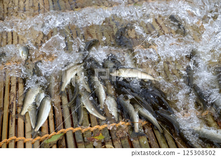 秋季香魚釣 雅納香魚 香魚 125308502