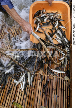 Autumn Ayu Fishing in the Yana Ayu Ayu 125308509