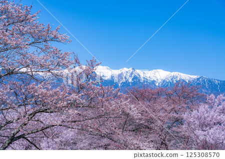 [櫻花] 從大草城跡公園眺望中央阿爾卑斯的櫻花與殘雪[長野縣] 125308570