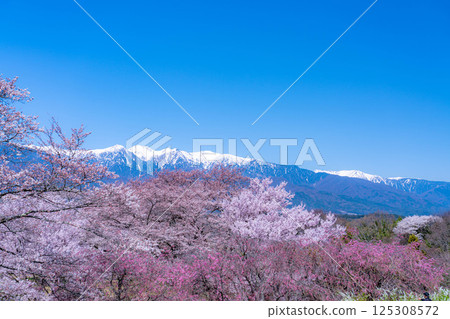 [Cherry Blossoms] Cherry blossoms and remaining snow on the Central Alps as seen from Okusa Castle Ruins Park [Nagano Prefecture] 125308572