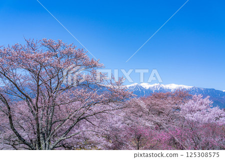 [Cherry Blossoms] Cherry blossoms and remaining snow on the Central Alps as seen from Okusa Castle Ruins Park [Nagano Prefecture] 125308575