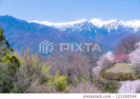 [Cherry Blossoms] Cherry blossoms and remaining snow on the Central Alps as seen from Okusa Castle Ruins Park [Nagano Prefecture] 125308584