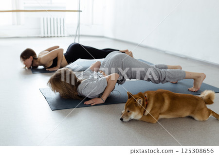 The dog practices yoga in the cobra pose in the studio. Young women meditating with pet The dog practices yoga in the cobra pose in the studio. Young women meditating with pet 125308656