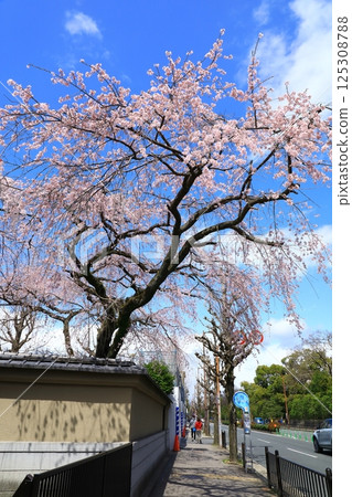 Arisugawa Miya Old House Branch Sakura Arisugawa Miya Old House Branch Sakura 125308788
