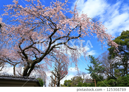 Arisugawa Miya老房子分店Sakura 125308789