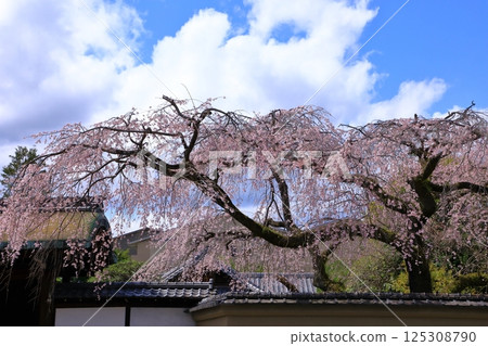 Arisugawa Miya Old House Branch Sakura Arisugawa Miya Old House Branch Sakura 125308790