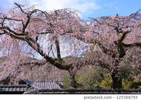 Arisugawa Miya Old House Branch Sakura 125308793