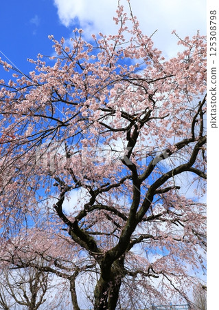 Arisugawa Miya Old House Branch Sakura Arisugawa Miya Old House Branch Sakura 125308798