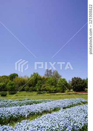 粉蝶花田和藍天的風景 125308822