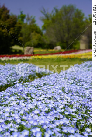 Landscape with nemophila field and blue sky 125308828