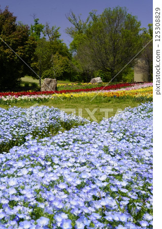 Landscape with nemophila field and blue sky 125308829