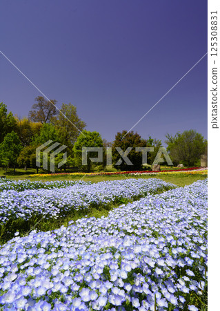 Landscape with nemophila field and blue sky 125308831