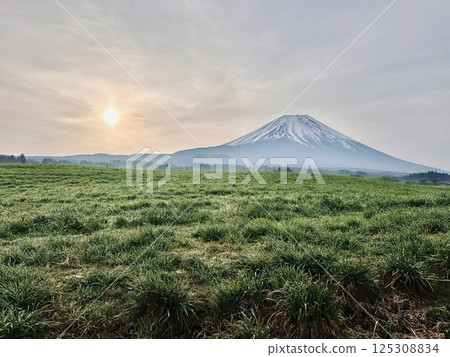 Spring-colored earth and Mt. Fuji 125308834