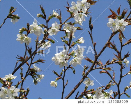 兒島花卉協會花園櫻花樹上的櫻花已經開始綻放。 兒島花卉協會花園櫻花樹上的櫻花已經開始綻放。 125308909